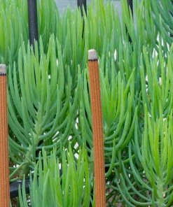 BBQ Warehouse Furniture & Patio CITRONELLA & SANDALWOOD INCENSE STICK 12PACK